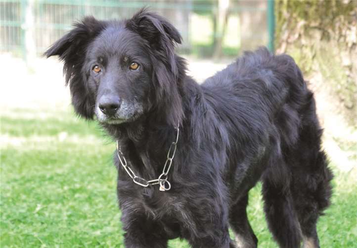 Bobby braucht eine klare Führung und viele Streicheleinheiten.privat