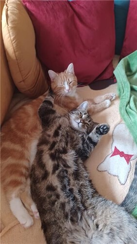 Bobby fühlte sich bei Petra Streil pudelwohl und würde gerne wieder nach Hause. 