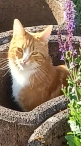 Bobby in Nahaufnahme. 