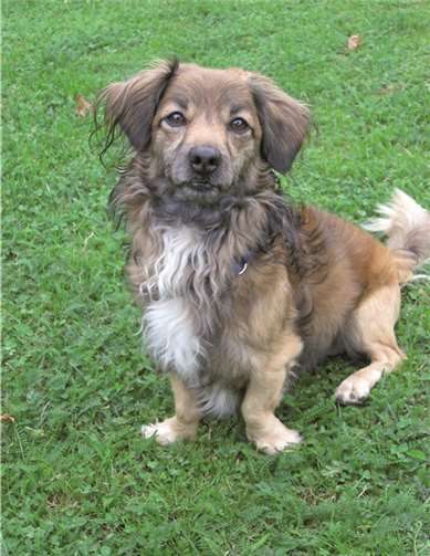 Bobby ist ein Dackel-Chihuahua-Mix. privat