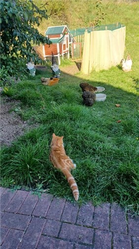 Bobby ist ein liebenswerter, aber etwas scheuer Kater.