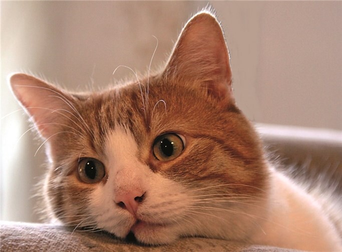 Bobby lädt alle zur großen Geburtstagsfeier ein.CAPL