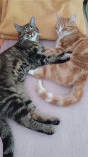 Bobby (r.) mit Katzenbruder Tommy - ein Herz und eine Seele. 