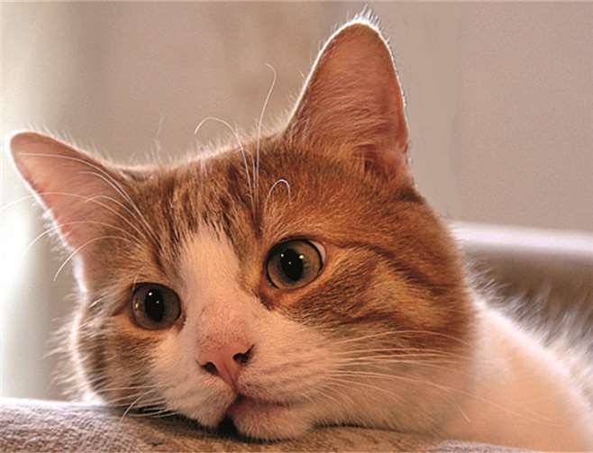 Bobby sagt "Danke" für die tolle Unterstützung!CAPL