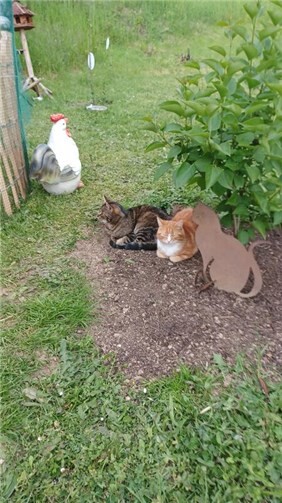 Bobby und Tommy sind als Freigänger unterwegs. 