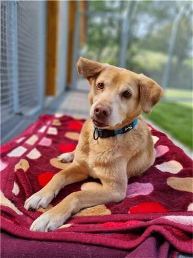 Bobi aus dem Tierheim Mayen sucht ein neues Zuhause.  Foto: privat