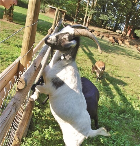 Bock Gustav sorgt für Ordnung im Ziegengehege und genießt bei manchen Besuchern Kultstatus. Rob