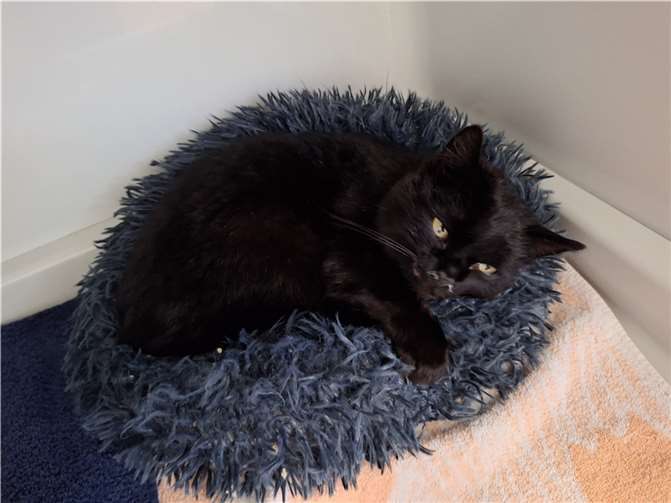 Bodie. Fotos: privat