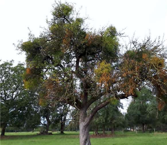 Bohnapfelbaum vor der Mistelentfernung.