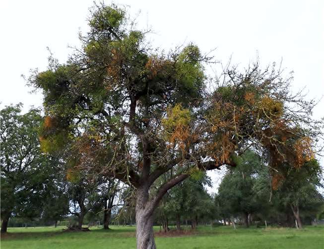 Bohnapfelbaum vor der Mistelentfernung.Quellen: Weitersburger Initiative Streuobstwiesen
