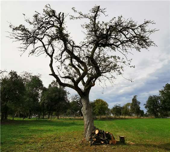 Bohneapfelbaum nach Mistelentfernung.