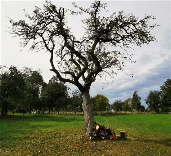Bohneapfelbaum nach Mistelentfernung.