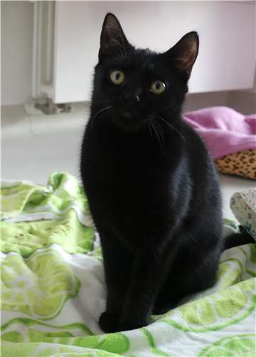 Bollek hat wie sein Bruder einen ausgeprägten Bewegungssinn Fotos: privat