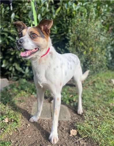 Bolt. Foto: Tierheim u. Tierschutzverein Kreis Ahrweiler e.V.