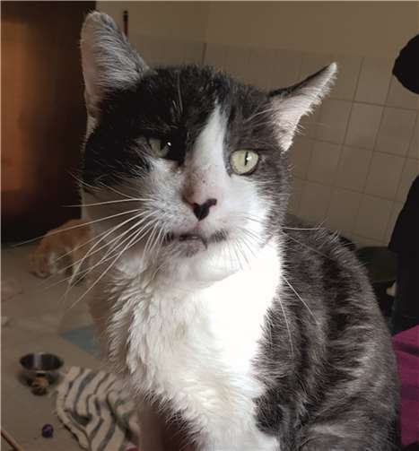 Bombur freut sich schon auf das kuscheln mit Besuchern.Tierheim und TierschutzvereinKreis Ahrweiler e. V: