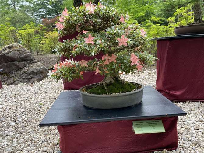 Bonsai-Austellung an Pfingsten.  Foto: privat