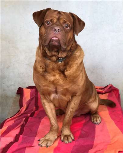 Schmusehund sucht Familie zum Kuscheln  Bordeaux Dogge Aron sucht ein neues Zuhause. Foto: Tierheim Andernach