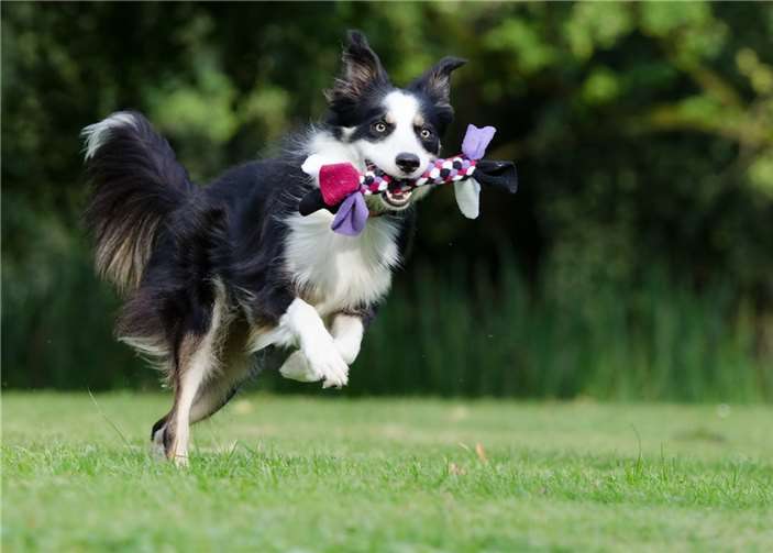 Border Collies gelten als besonders lernbereite Hunderasse.  Foto: pixabay.com