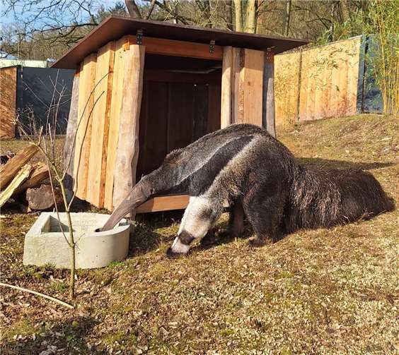 Kleiner Umzug, große Veränderung Bramble erkundet seine Außenanlage.Fotos: Martina Hartung