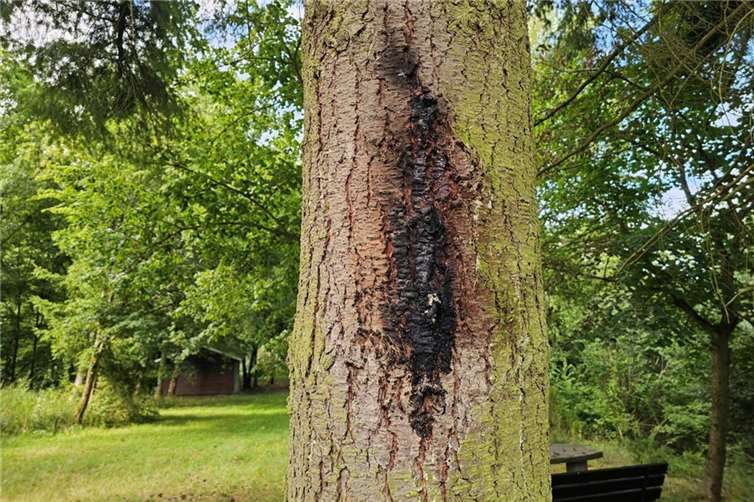 Brandspuren am Baum.Foto: Polizei
