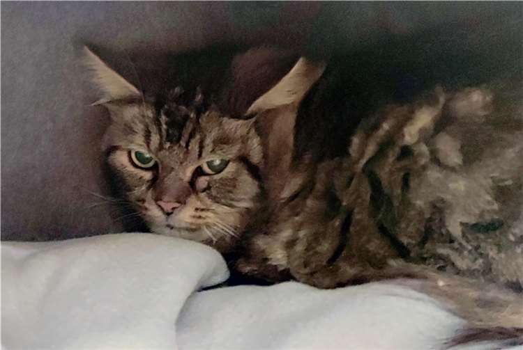 Brandy ist noch sehr schüchtern. Foto: Tierheim u. Tierschutzverein Kreis Ahrweiler e.V.