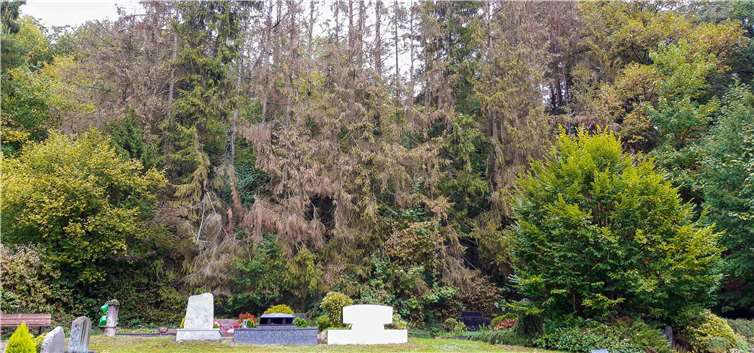 Braun, vertrocknet und vom Borkenkäfer befallen. Auf einer Länge von 200 Metern sind die Nadelbäume am Friedhofshang Altwied stark geschädigt und müssen gefällt werden.