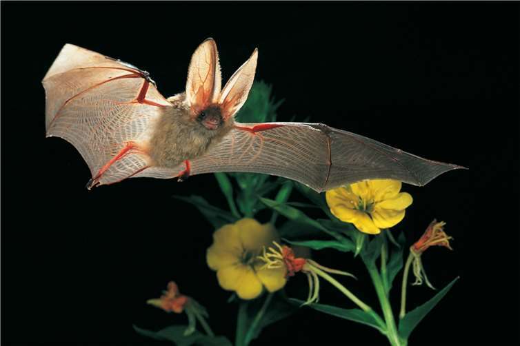 Braunes Langohr im Flug. Foto: Dietmar Nill / NABU