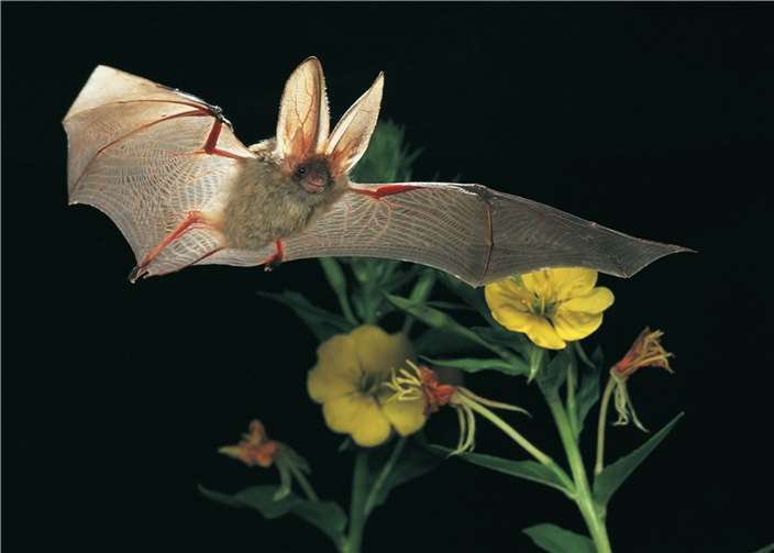 Braunes Langohr im Flug durch Nachtkerzen. Foto: Dietmar Nill
