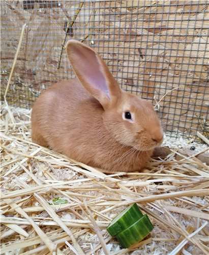 Brave Foto: Tierheim u. Tierschutzverein Kreis Ahrweiler e.V.