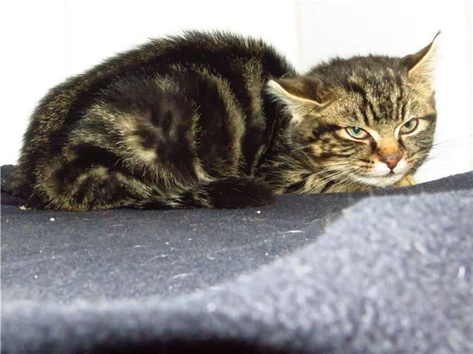 Braxton. Fotos: privat