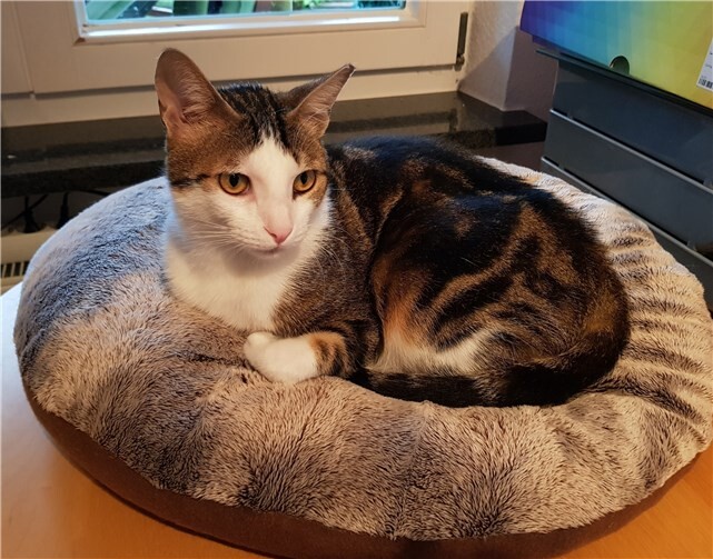 Brian wurde bisher nur in der Wohnung gehalten, würde sich jedoch auch über Freigang freuen. S. Perl