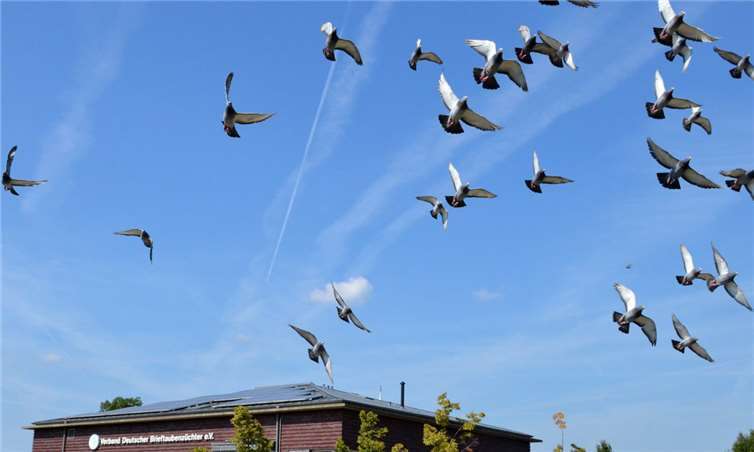 Brieftauben im Flug.