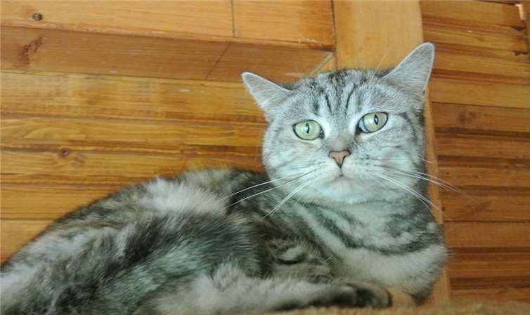 Britische Kurzhaarkatze namens Nala.privat