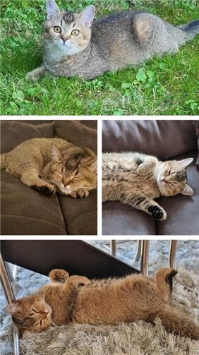 British Kurzhaar Katze ist sehr scheu.