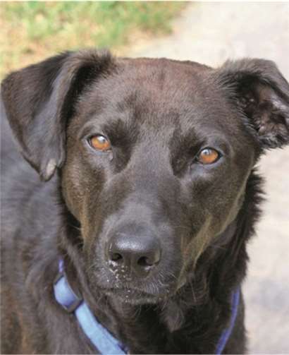 Brock benötigt liebevolle aber konsequente Erziehung.privat