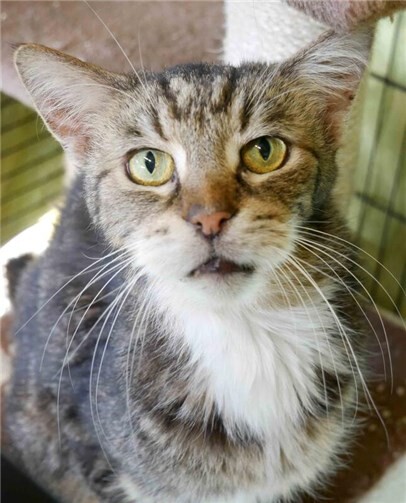 Brooklyn ist 15 und lebte bislang vor allem draußen. Jetzt hofft er auf ein Zuhause, in dem er auch mal auf dem Sofa liegen kann.