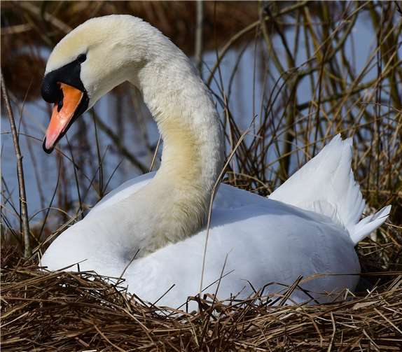 Brütender Höckerschwan.Foto: NI