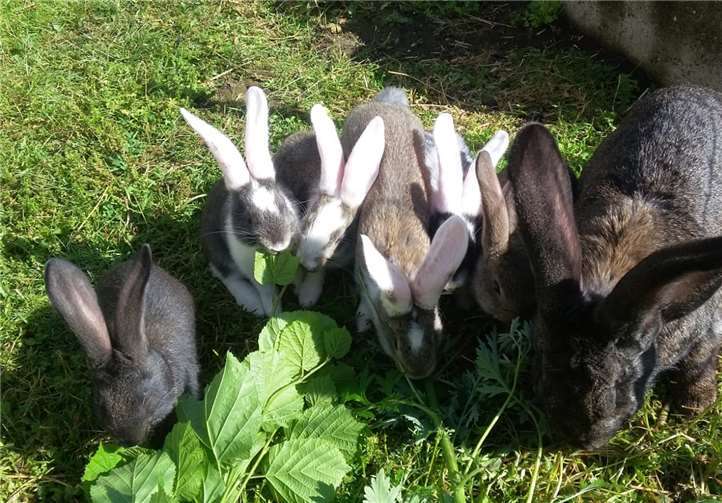 Brunhilde und ihre Kids hatten bisher kein schönes Leben.Foto: privat