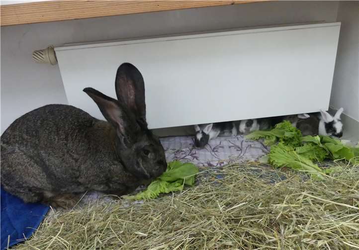 Brunhilde und ihre Kinder suchen eine Pflegestelle in der Nähe von Andernach. Foto: Tierheim Andernach