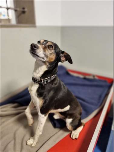 „Buba“ aus dem Tierheim in Mayen.  Foto: Sybill Limbach