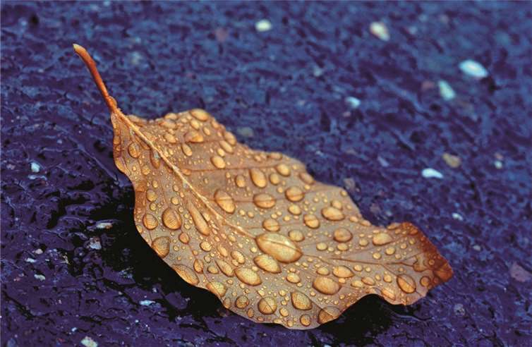 Buchenblatttropfen. Klaus Ackermann