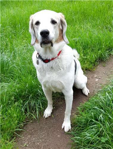 Bud sucht eine Familie. Foto: privat