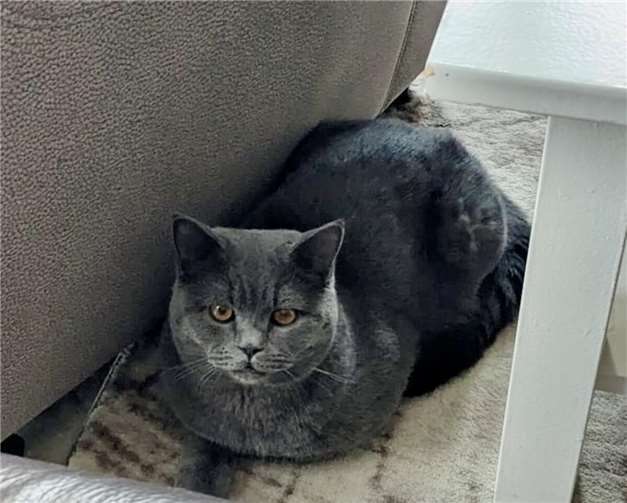 Buddy. Fotos: privat