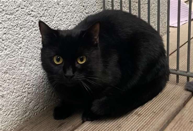 Bürgerinnen und Bürger sollen verwilderte Tiere melden. Foto: privat