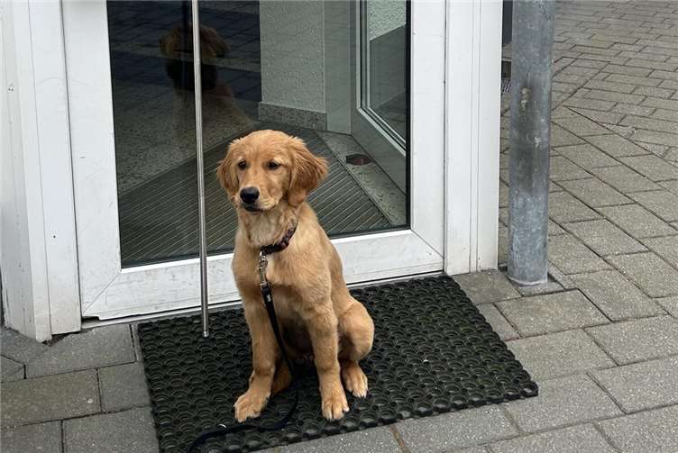 Bürohund Malou nahm die Fackel für den DRK-Kreisverband Mayen-Koblenz symbolisch entgegen.  Foto: Elisa Schöffler / DRK-Kreisverband Mayen-Koblenz e.V.