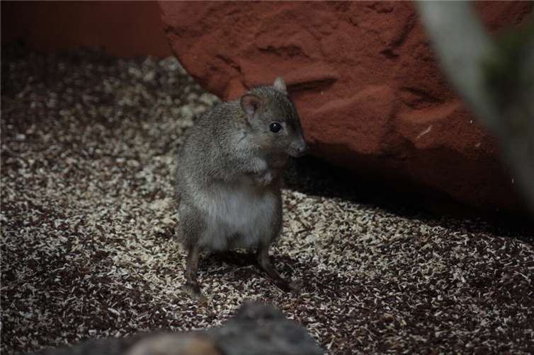 Bürstenschwanz-Rattenkängurus sind nachtaktiv und daher tagsüber leider kaum zu sehen.  Foto: Thorben Maur