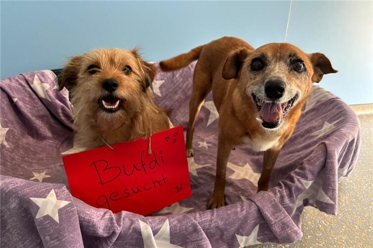 Bufdi gesucht 