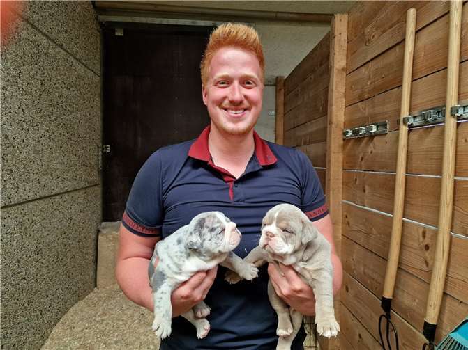 Bulldoggen „mit viel Nase“: Marvin Engels züchtet sie.