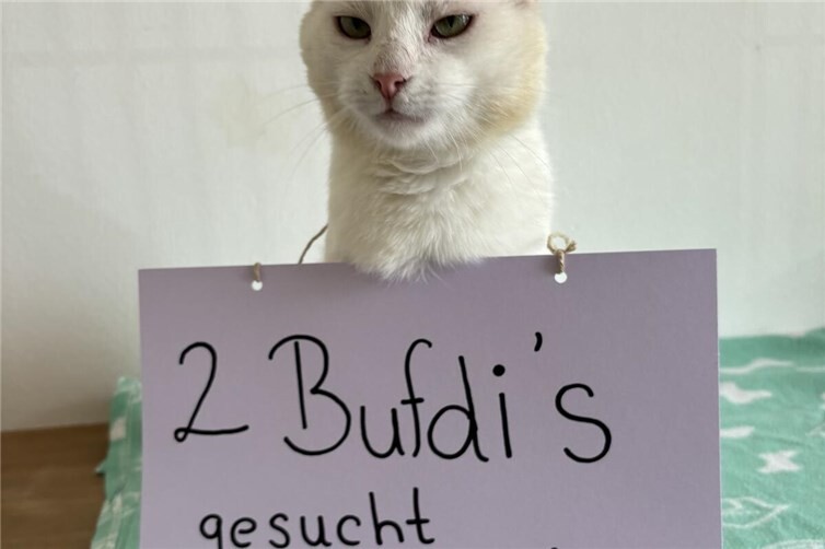 Bundesfreiwilligendienstler/innen gesucht