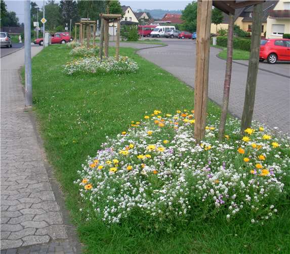 Bunt blühende Wiesen sind eine Augenweide, aber auch für Insekten enorm wichtig. Jede dieser Flächen hilft beim Artenschutz.Foto: SBN